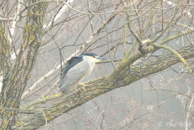 Black-crowned Night Heron - Nycticorax nycticorax
