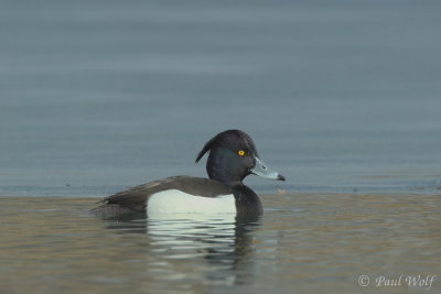 Tufted Duck - Aythya fuligula