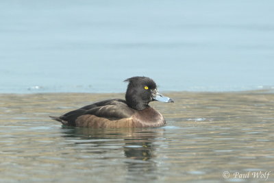 Tufted Duck - Aythya fuligula
