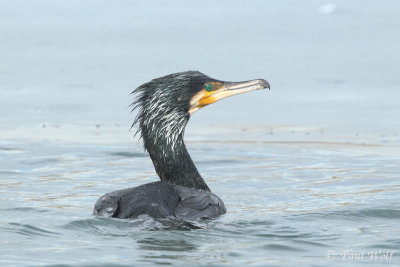 Great Cormorant - Phalacrocorax carbo sinensis