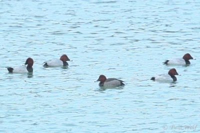 Common Pochard x Ferruginous Duck - Aythya ferina x nyroca