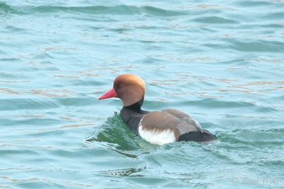 Red-crested Pochard - Netta rufina