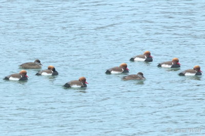 Red-crested Pochard - Netta rufina