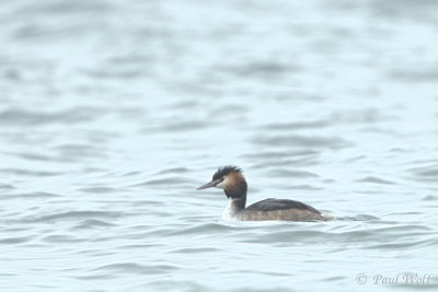 Great Crested Grebe - Podiceps cristatus