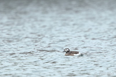 Long-tailed Duck - Clangula hyemalis