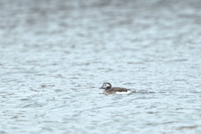 Long-tailed Duck - Clangula hyemalis