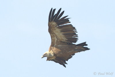 Griffon Vulture - Gyps fulvus