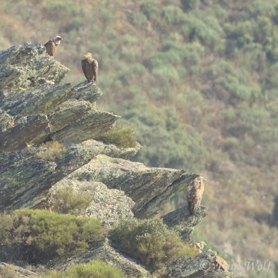 Griffon Vulture - Gyps fulvus