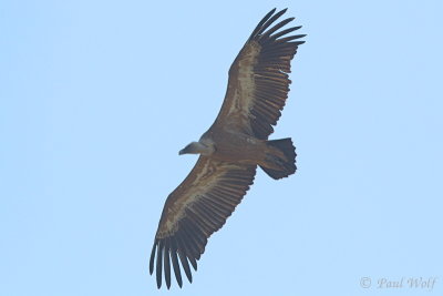 Griffon Vulture - Gyps fulvus