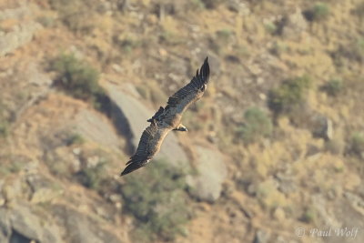 Griffon Vulture - Gyps fulvus