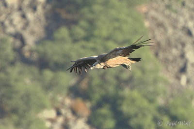 Griffon Vulture - Gyps fulvus
