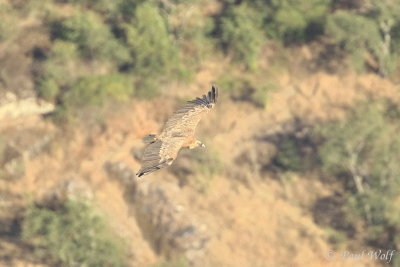 Griffon Vulture - Gyps fulvus