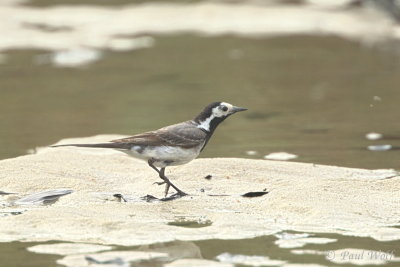 g12/70/2124770/3/171209659.DH7KQiyU.jpg