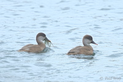 Red-crested Pochard - Netta rufina
