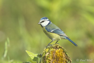 Eurasian Blue Tit - Cyanistes caeruleus