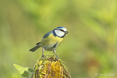Eurasian Blue Tit - Cyanistes caeruleus