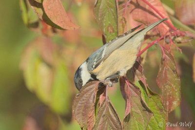 Coal Tit - Periparus ater