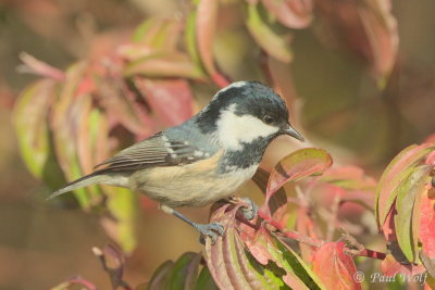 Coal Tit - Periparus ater