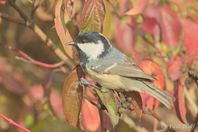 Coal Tit - Periparus ater
