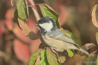 Coal Tit - Periparus ater
