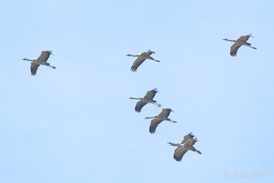 Common Crane - Grus grus