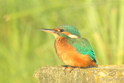 Common Kingfisher - Alcedo atthis