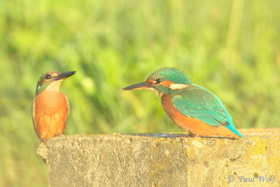 Common Kingfisher - Alcedo atthis