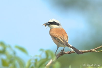 Red-backed Shrike - Lanius collurio