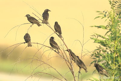 Common Starling - Sturnus vulgaris