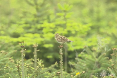Eurasian Skylark - Alauda arvensis