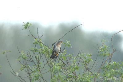 Common Cuckoo - Cuculus canorus