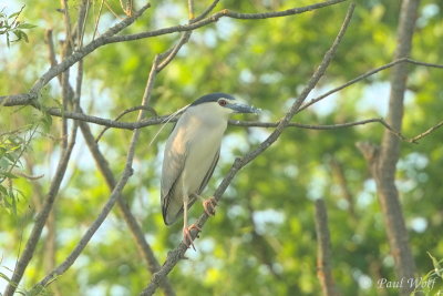 Black-crowned Night Heron - Nycticorax nycticorax
