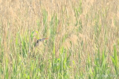 Little Bittern - Ixobrychus minutus
