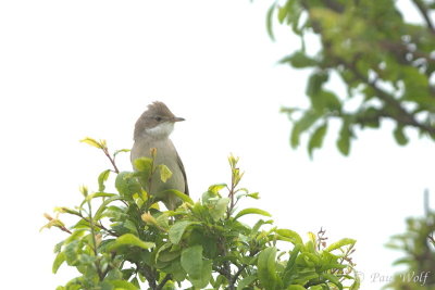 Common Whitethroat - Sylvia communis
