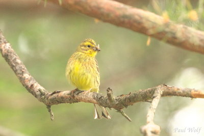 Yellowhammer - Emberiza citrinella