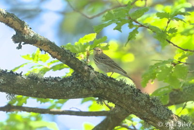 Tree Pipit - Anthus trivialis