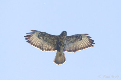 Common Buzzard - Buteo buteo
