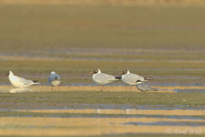 Whiskered Tern - Chlidonias hybrida
