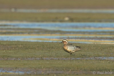 Garganey - Anas querquedula