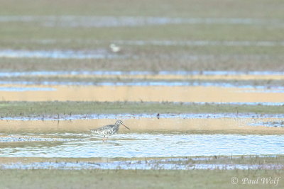 Spotted Redshank - Tringa erythropus