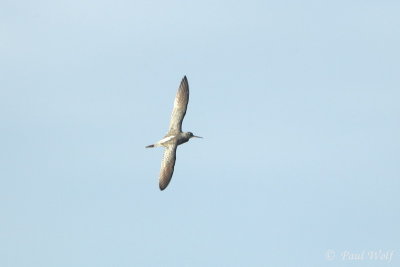 Spotted Redshank - Tringa erythropus