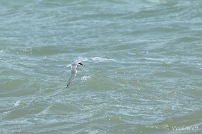 Common Tern - Sterna hirundo