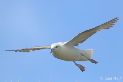 Northern Fulmar - Fulmarus glacialis