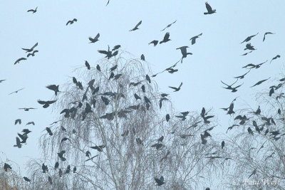 Rook - Corvus frugilegus