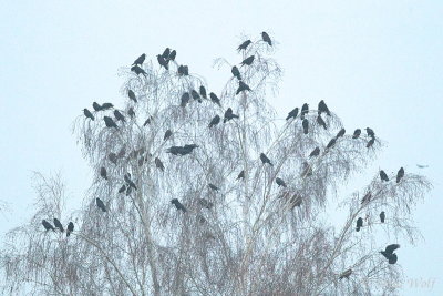 Rook - Corvus frugilegus