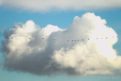 Greylag Goose - Anser anser