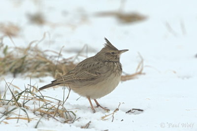 Crested Lark - Galerida cristata