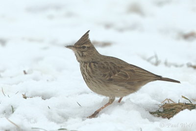 Crested Lark - Galerida cristata