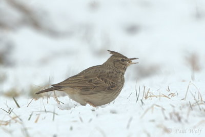 Crested Lark - Galerida cristata