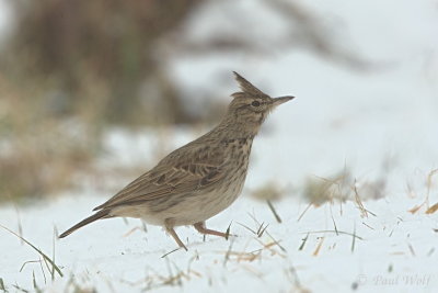 Crested Lark - Galerida cristata